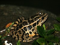 IMG 6401c  Pickerel Frog (Lithobates [Rana] palustris)